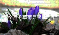 四个月的草莓兵熊，一年的照样不行